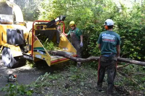 tree services Safety Harbor